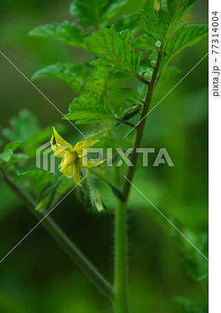 プチトマトの花と新葉 春の家庭菜園の写真素材