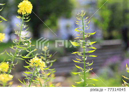 アブラナの花と種子 77314045