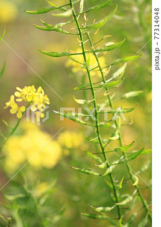 アブラナの花と種子 77314048