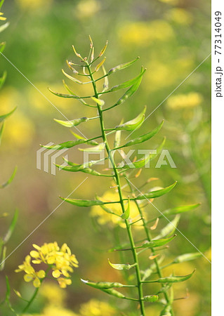 アブラナの花と種子 77314049