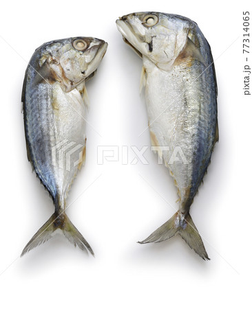 プラートゥー　 77314065