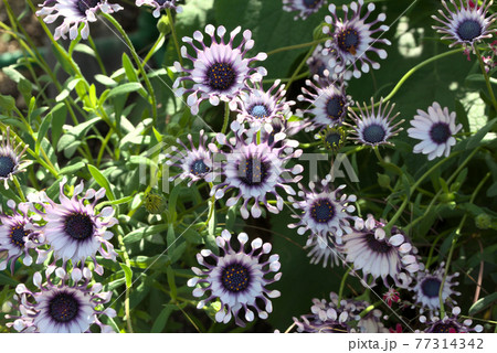 オステオスペルマム　フィリップ　スプーン咲き 77314342