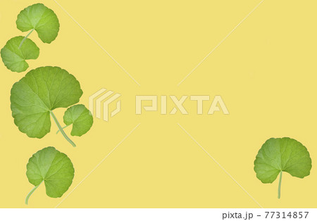 Group of Gotu kola (Centella asiatica) leaves isolated on yellow background. (Asiatic pennywort, Indian pennywort) Group of Gotu kola (Centella asiatica) leaves isolated on yellow background. (Asiatic pennywort, Indian pennywort) 77314857