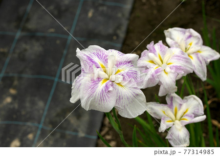 白に紫の花菖蒲 白に紫の花菖蒲 77314985