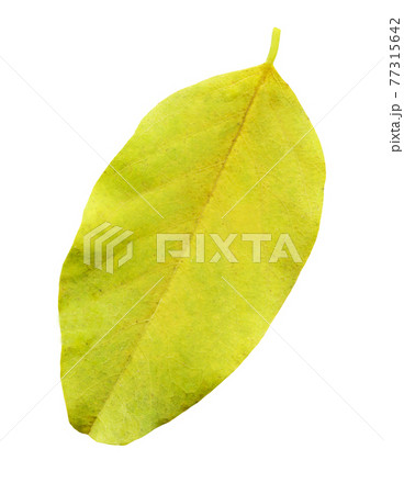 Blueberry leaves isolated white background 77315642