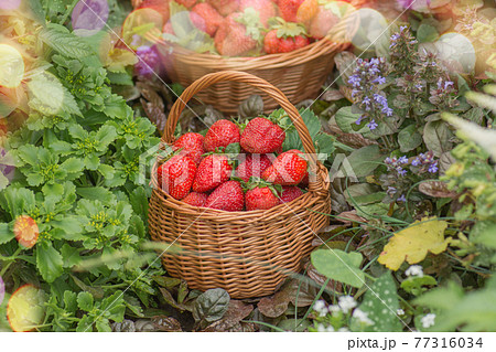Harvesting juicy strawberries Harvesting juicy strawberries 77316034