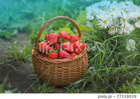 Strawberries healthy berries in sunny day. Fresh berries healthy food in basket 77316039