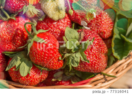 Red fresh strawberries 77316041