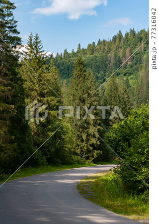 Warm season. A narrow mountain road winding into dense dark 77316042