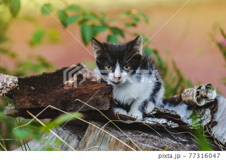 Cat playing in garden Cat playing in garden 77316047