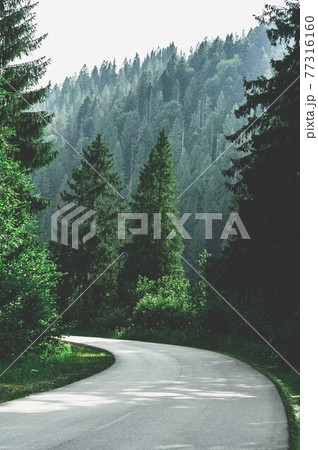 A narrow mountain road winding into dense dark green 77316160