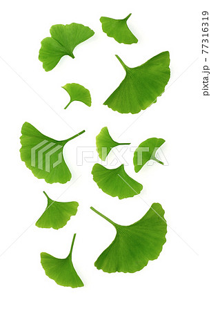 Gingko biloba leaves on white backgrounds Gingko biloba leaves on white backgrounds 77316319