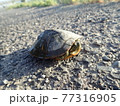 首をひっこめたミドリガメ 77316905