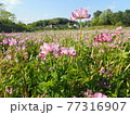 レンゲの花 77316907