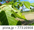木の葉の上のアリグモ 77316908