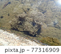 カエルの卵 77316909