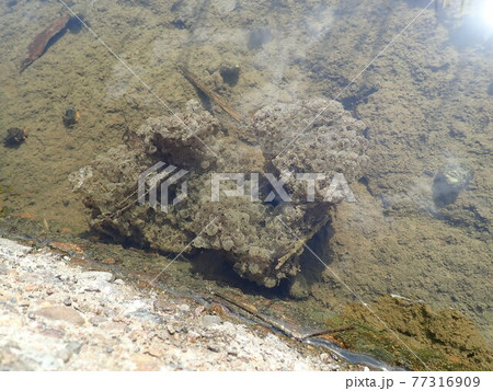 カエルの卵 77316909