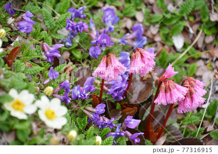 信州、長野県茅野市、八ヶ岳、横岳の高山植物、チョウノスケソウ、オヤマノエンドウ、イワカガミ。 77316915