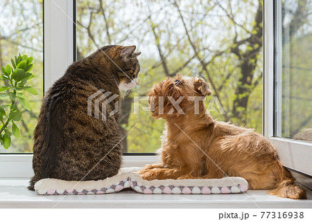 Cat and a dog sit together on the windowsill Cat and a dog sit together on the windowsill 77316938