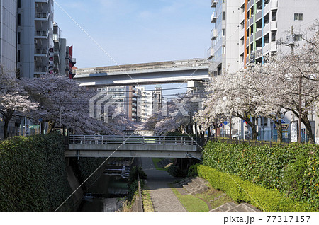 多摩センター駅に近い乞田川の桜と多摩モノレール 77317157