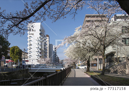 多摩センター駅に近い乞田川の桜 多摩センター駅に近い乞田川の桜 77317158
