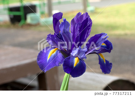 ダッチアイリス ブルーダイヤモンド ダッチアイリス ブルーダイヤモンド 77317211