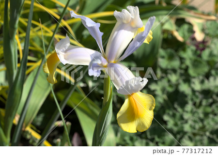 ダッチアイリス　アポロ 77317212