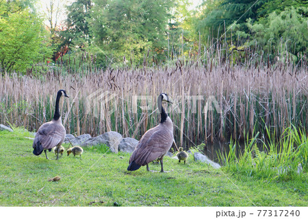 カナダグース 77317240