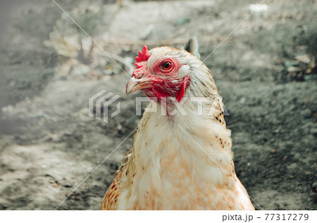 Close up head white hen. Close chicken head Close up head white hen. Close chicken head 77317279