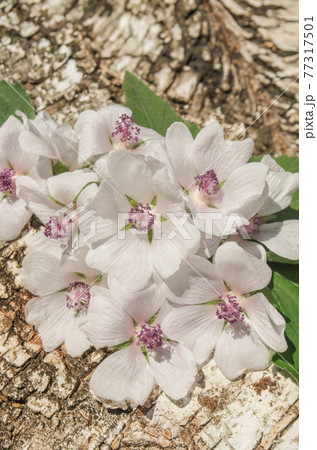 Medicinal herb Althaea 77317501