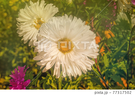Flowering white asters in autumnal garden 77317502