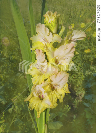 Yellow gladiolus flower Yellow gladiolus flower 77317629