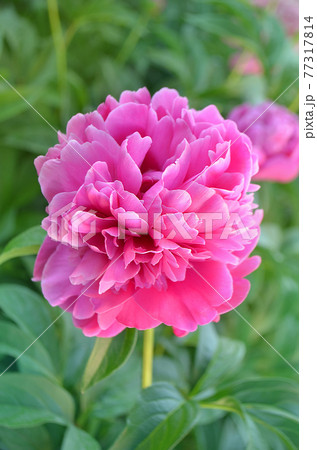 Pink flowers peonies flowering. Peonies summer blossom. Pink flowers peonies flowering. Peonies summer blossom. 77317814