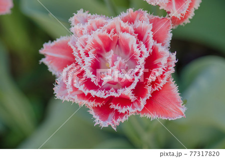 Fringed tulip Queensland Fringed tulip Queensland 77317820