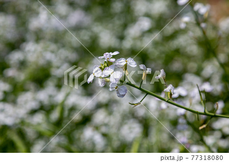 ダイコンの花 大根 の写真素材