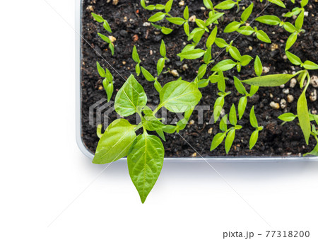 group of small green sprouts group of small green sprouts 77318200