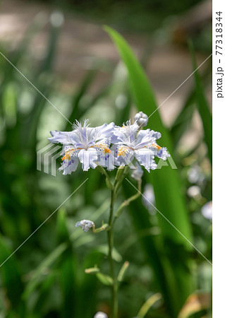 木陰に群生するシャガの花【胡蝶花】 77318344