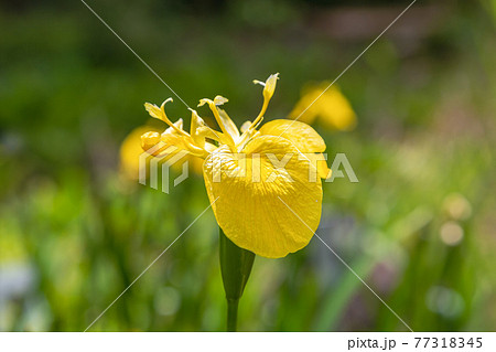 要注意外来生物のキショウブ花【湿地に野生化】 77318345