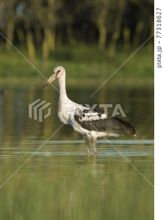 Maguari Stork, Argentina 77318627