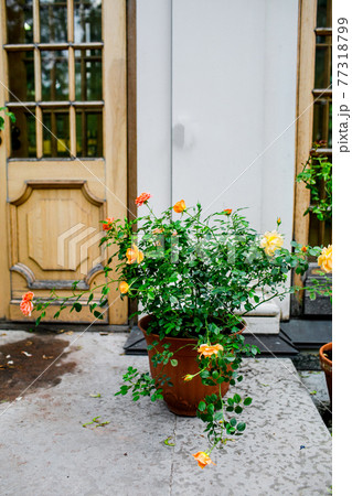 beautiful backyard with flowers. cute house exterior. beautiful backyard with flowers. cute house exterior. 77318799