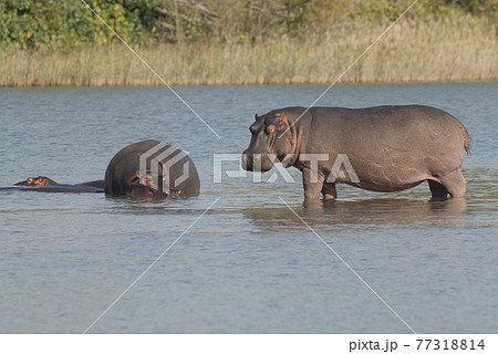 Playing Hippopotamus , Kruger National Park , Africa 77318814