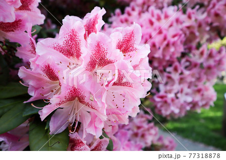 ピンクのシャクナゲの花 77318878