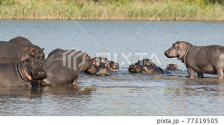 Playing Hippopotamus , Kruger National Park , Africa 77319505