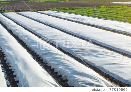 Arial top view of a potato plantation lined with white spunbond spunlaid nonwoven agricultural fabric. Create a greenhouse effect for care and protection. Planting potatoes under spunbond. 77319662