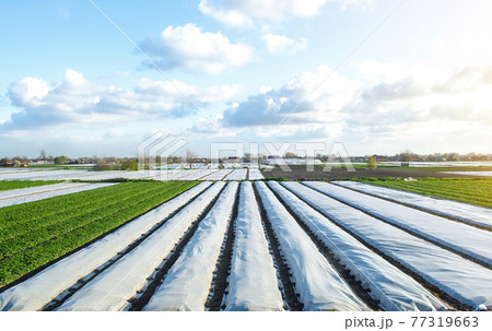 Potato plantation fields partially covered with agricultural spunbond fiber. Gradual removal and hardening of potato bushes plants in late spring. Create a greenhouse effect for care and protection. 77319663