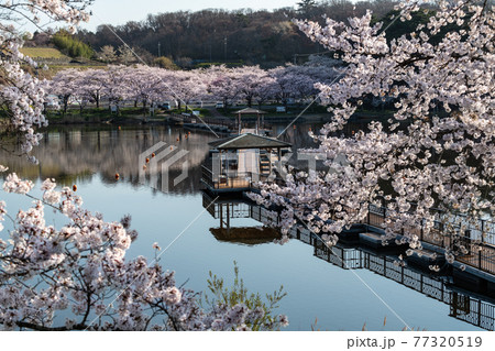 宮城平筒沼ふれあい公園の浮橋と満開の桜 宮城平筒沼ふれあい公園の浮橋と満開の桜 77320519