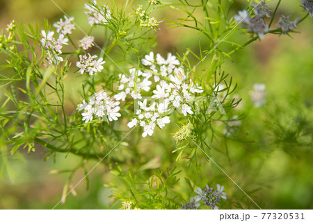 コリアンダーの花 コリアンダーの花 77320531