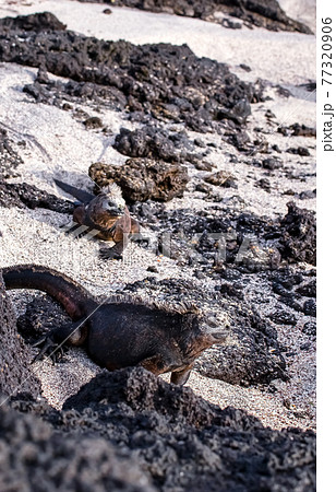 日光浴をするウミイグアナ 日光浴をするウミイグアナ 77320906