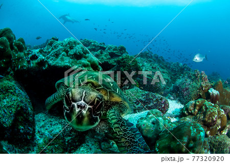 シュモクザメとウミガメ 77320920