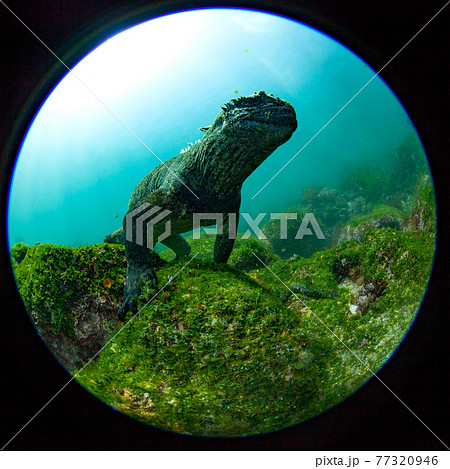 ご馳走の海藻を満足そうに食べるウミイグアナ 77320946